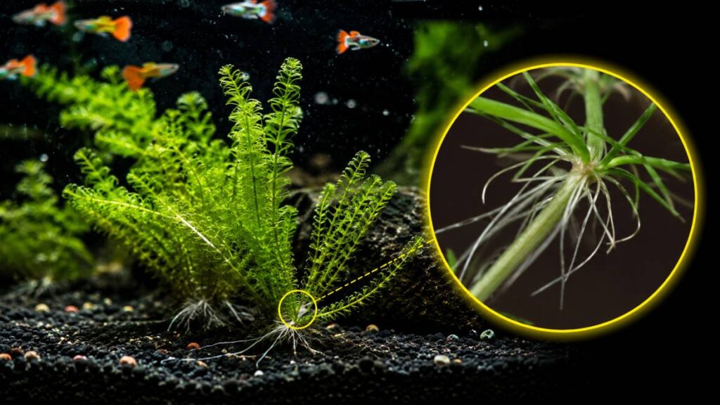 guppy grass roots