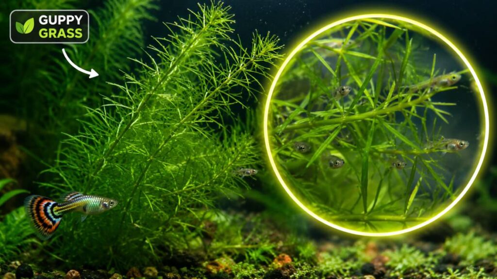 what is guppy grass?