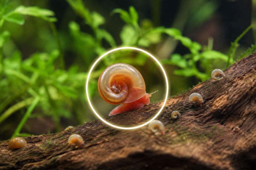 ramshorn snails care guide