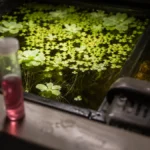 Duckweed Nitrate Removal
