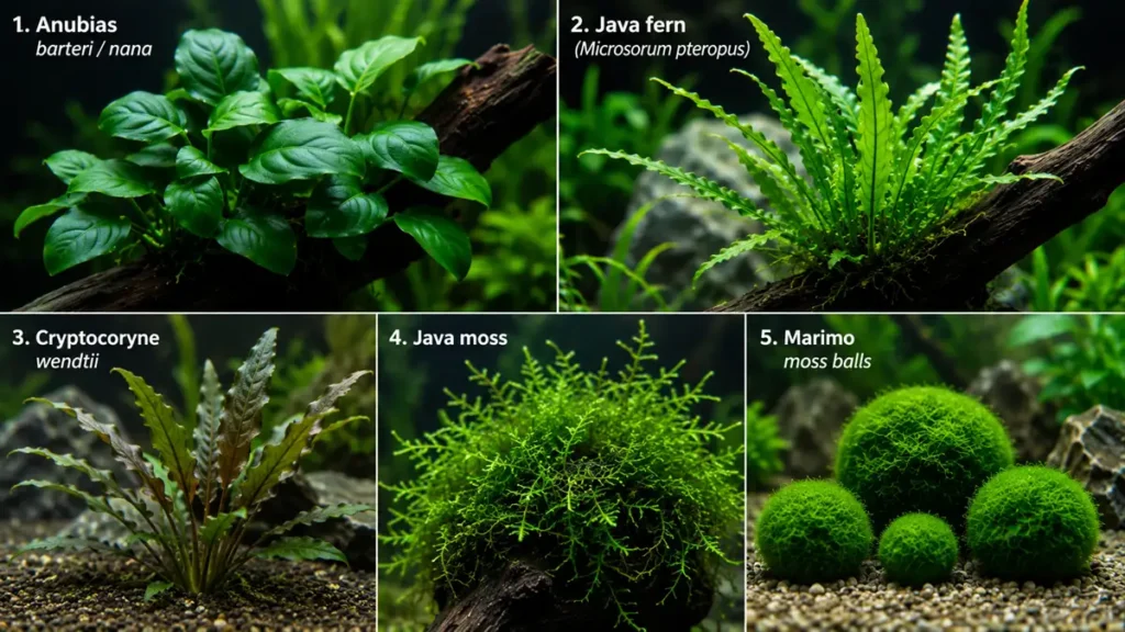 Easy Aquarium Plants No CO2 for Beginners