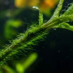 How to Get Rid of String Algae Aquarium