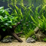 aquarium plants that don't need co2