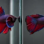 Why Do Bettas Flare at Their Reflection