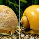 Gold mystery snail Care by shell comparison — pitted shell from low GH versus smooth shell with proper calcium