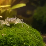 Small freshwater crabs for aquarium