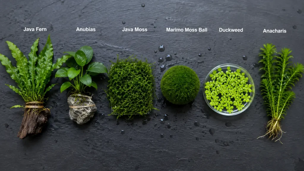 Which Plants Are Best for Goldfish