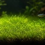 aquarium carpet plants for beginners
