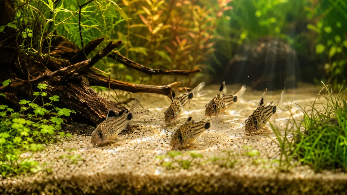 Best Bottom Feeder Fish for Small Tank (2026 Guide)