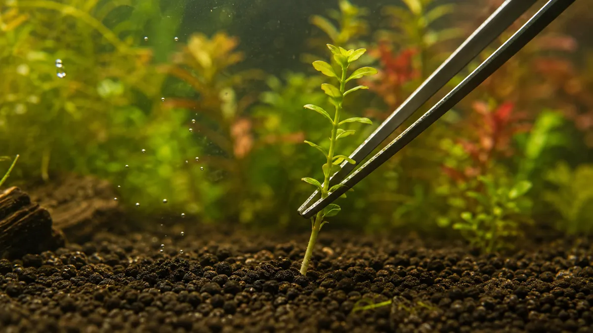 How to Plant Stem Plants in Aquarium Substrate the Right Way