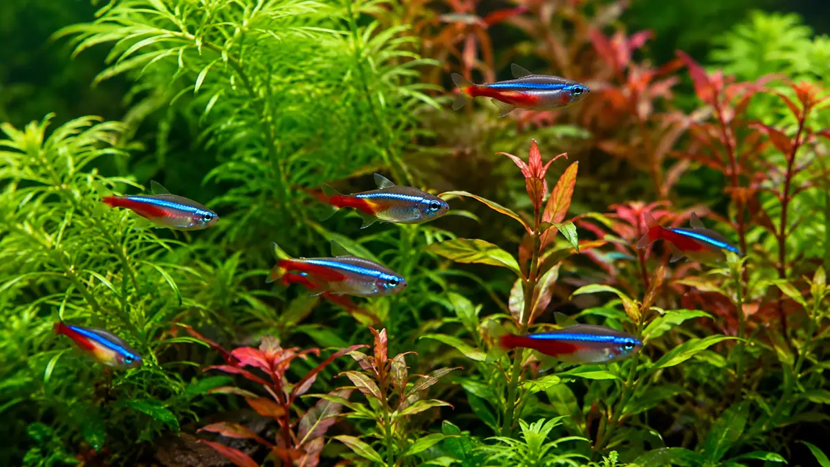 10 Planted Aquarium Benefits: What Live Plants Really Do