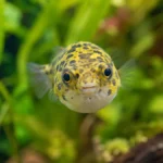 freshwater aquarium puffer fish