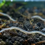 How to Get Rid of Detritus Worms