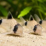 types of pet catfish for freshwater aquarium