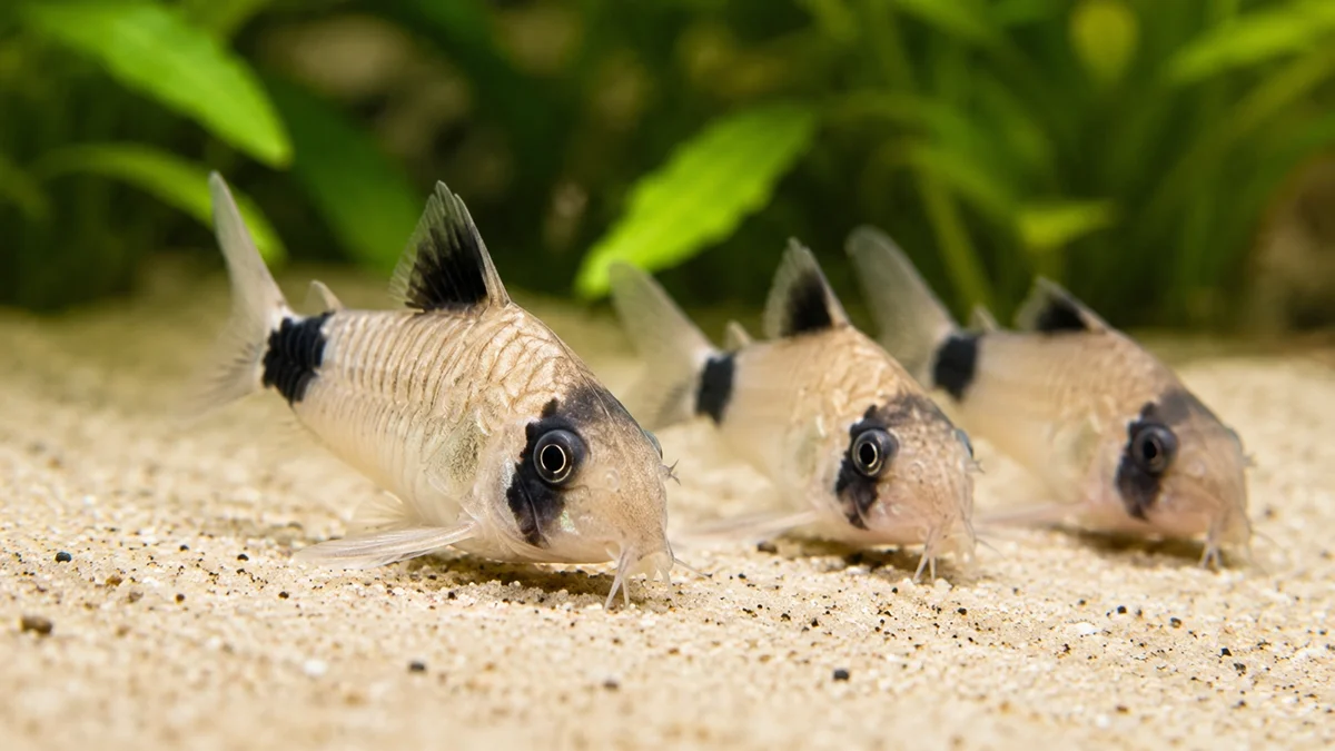 15 Types of Pet Catfish for a Freshwater Aquarium to Buy