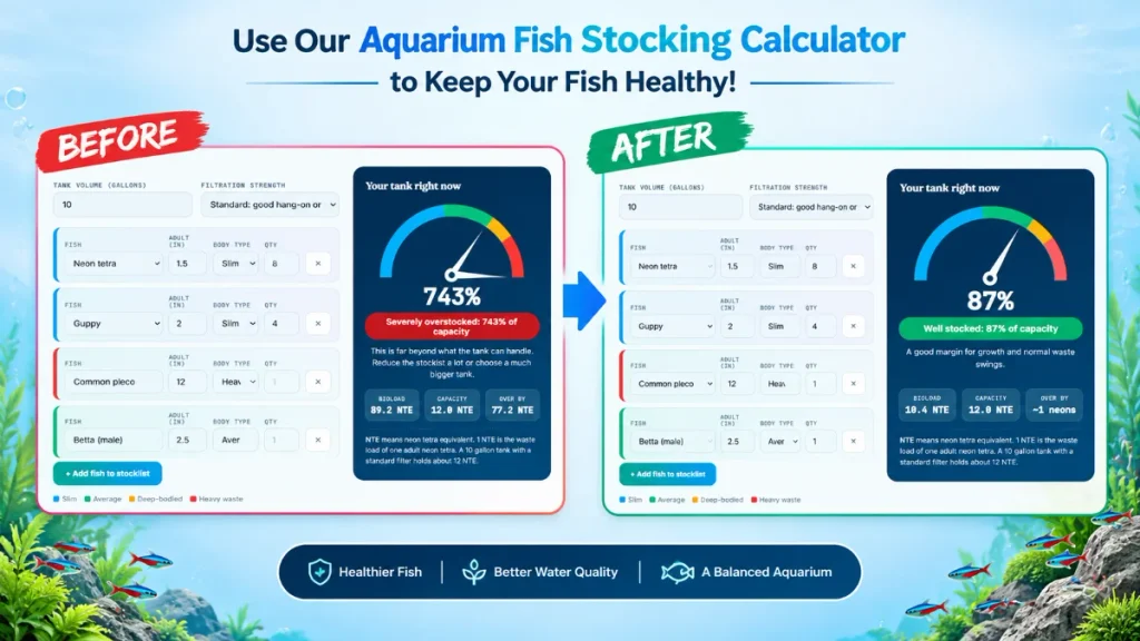 Overstocked 10-Gallon and the Fix by using aquarium fish stocking calculator
