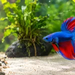 what is the Best Substrate for Betta Fish and Plants in your aquarium?
