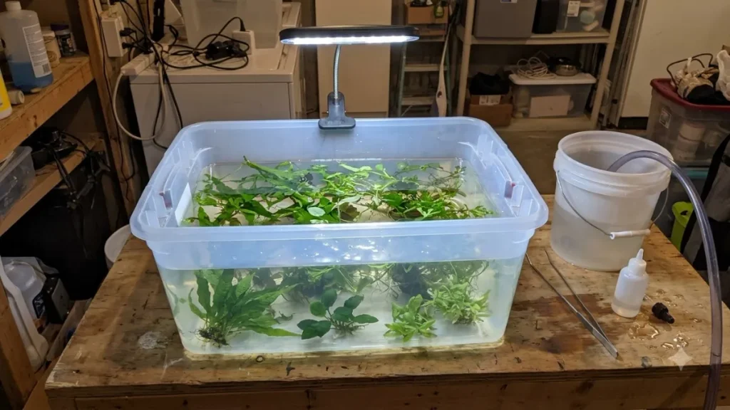 how to clean aquarium plants​ in easy way.