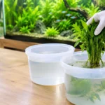 how to clean live plants before putting in aquarium with easy steps